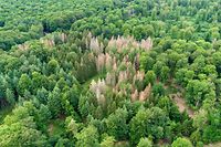 Tree tops and forest dieback - aerial view. Many trees are suffering from drought and pest infestation