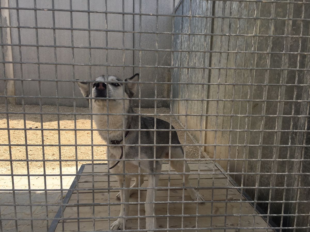 Vacances d'été moins d'animaux abandonnés?