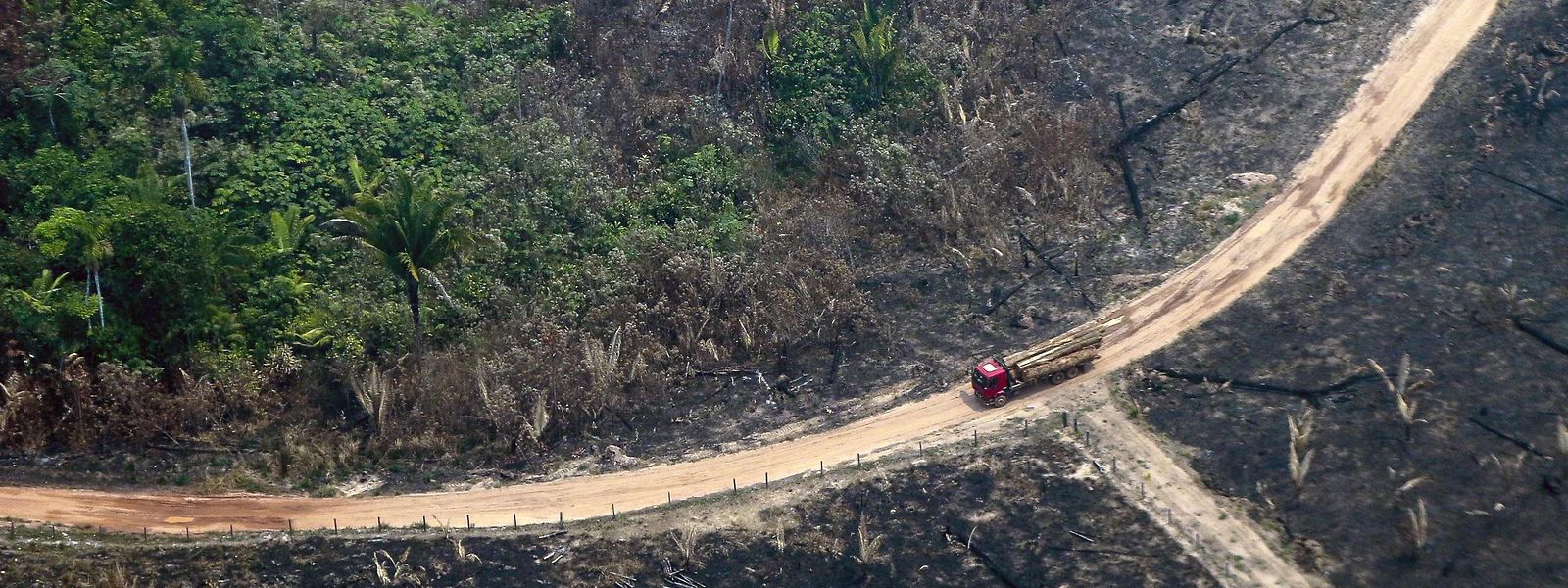 Unter Brasiliens Präsident Jair Bolsonaro ist die Abholzung im Regenwald seit 2019 von 7.500 auf über 13.000 Quadratkilometer im Jahr 2021 gestiegen.