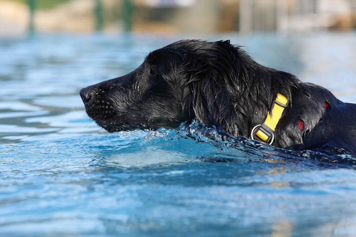 Lokales, Aqua Park, Schwimmbad, Hundeschwimmen, Badespass Foto: Luxemburger Wort/Anouk Antony