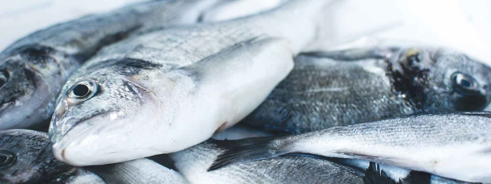 A Europa consome quase o dobro do peixe que produz e 12% do total produzido no mundo