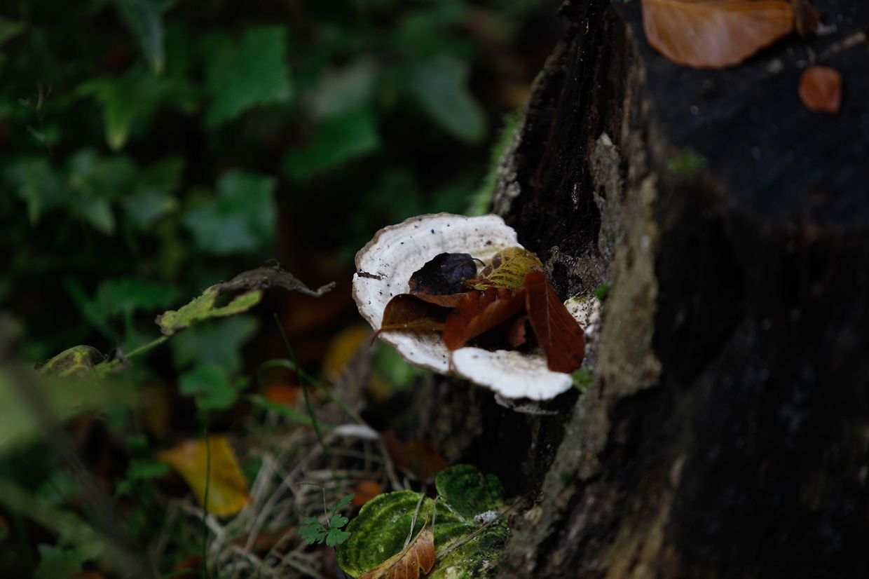 Illustration, Natur, Wald, Landschaft, Baum, Bäume, Blätter und Pilze, Licht Herbstaufnahmen Foto: Luxemburger Wort/Anouk Antony