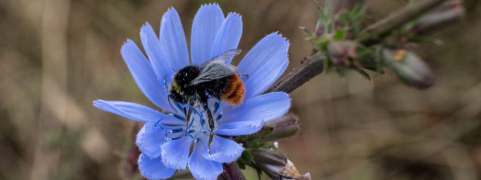 Bienen leisten wichtige Arbeit, auch für die Produktion von Lebensmitteln - doch mancherorts sinkt ihr Bestand bedrohlich.