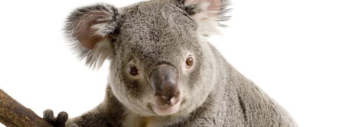 Während in einigen Teilen Australiens Koalas stark bedroht sind, ist ihre Population in anderen Landesteilen zu groß.
