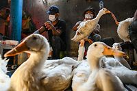 Workers prepare ducks at a market in Phnom Penh on February 24, 2023.  - The father of her 11-year-old Cambodian girl, who died of bird flu earlier this week, has tested positive for the virus, health officials said.  (Photo by TANG CHHIN Sothy/AFP)