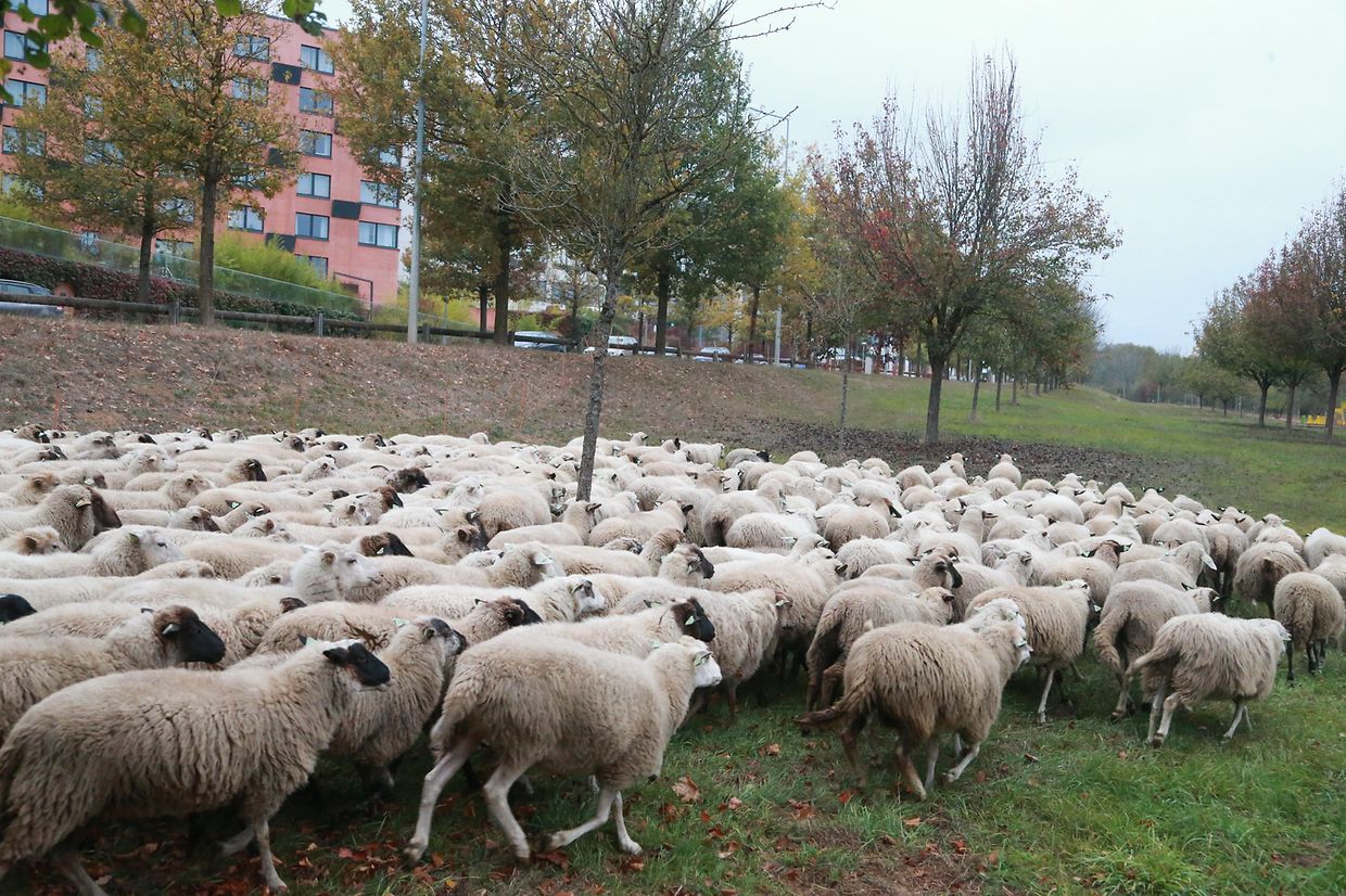 28.10.2018 Luxembourg, Kirchberg, parc Klosgrënnchen, Schaf, Herde, Wanderbeweidung mit Schafen photo Anouk Antony