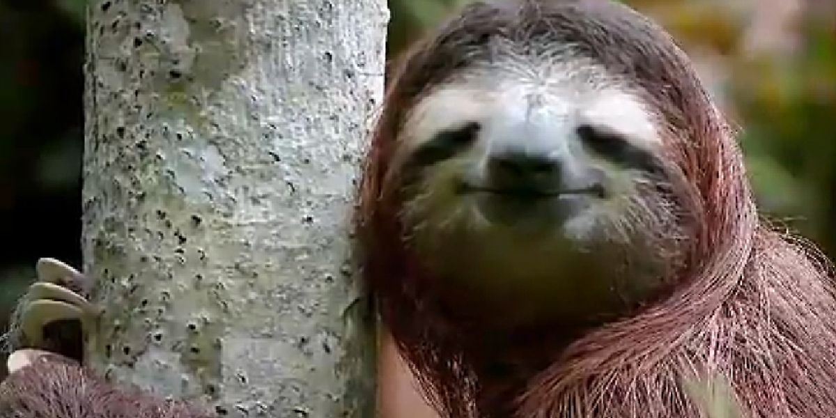 Faultiere die coolsten Tiere der Welt Faultiere die coolsten Tiere der Welt