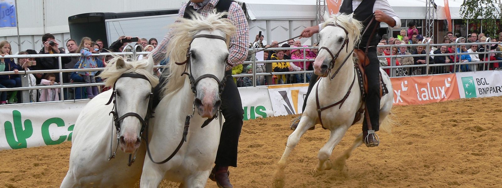 Die Show-Acts der weißen Camargue-Pferde gehörten zu den Highlights der diesjährigen "Foire agricole".