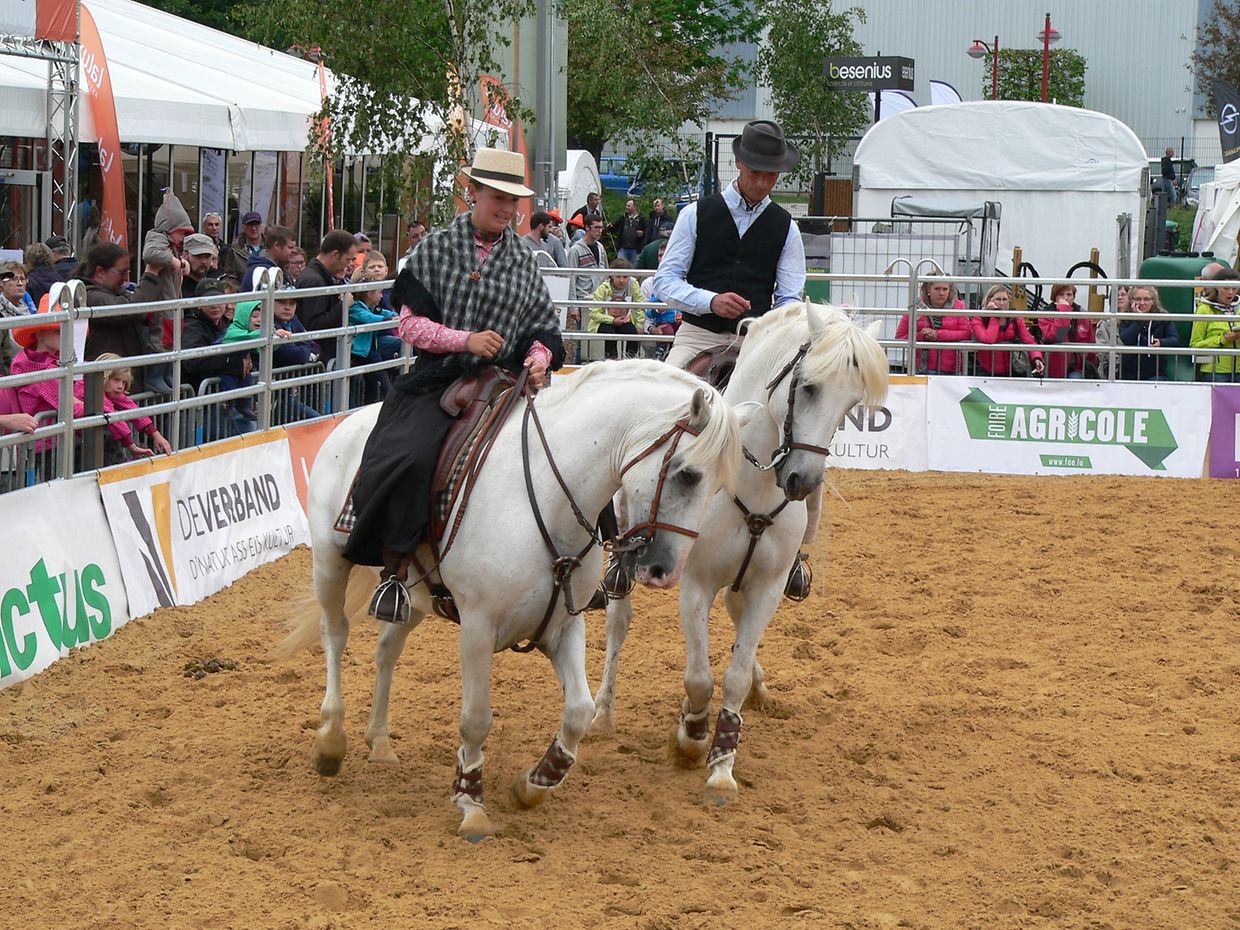 Die "Foire agricole" wusste den Regen am Samstag bereits mit einem abwechslungsreichen Show-Programm zur Nebensache werden zu lassen.