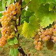 Weinlese an der Mosel - Reife Weintrauben (Auxerois) - Foto: Serge Waldbillig