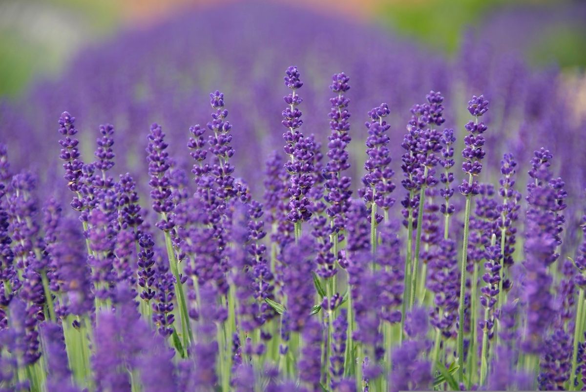Lavender fields
