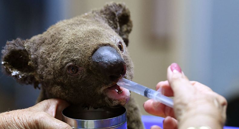 (FILES) A file photo taken on November 2, 2019 shows a dehydrated and injured koala receiving treatment at the Port Macquarie Koala Hospital after its rescue from a bushfire, in Port Macquarie. - Australia's government vowed to stop plant and animal extinctions on October 4, 2022 as it listed 15 new threatened species. Many of Australia's unique species are clinging to existence, their habitats shrinking from human activity and extreme events such as the 2019-2020 Black Summer bushfires, wildlife groups say. (Photo by Saeed KHAN / AFP)