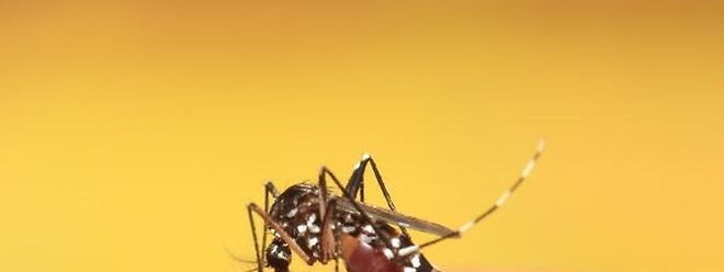 Moskitos sind für die Übertragung des Zika-Virus verantwortlich.