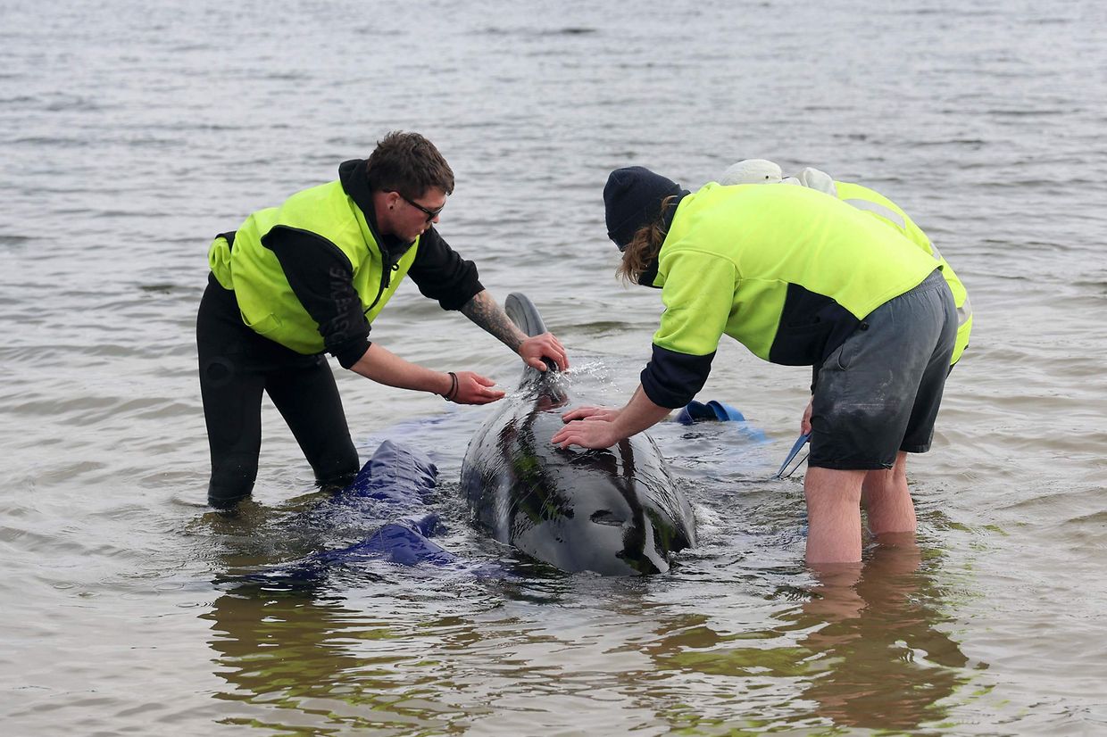 Baleias-piloto encalhadas na Tasmânia. Equipas de resgate tentam salvar as poucas que sobreviveram.