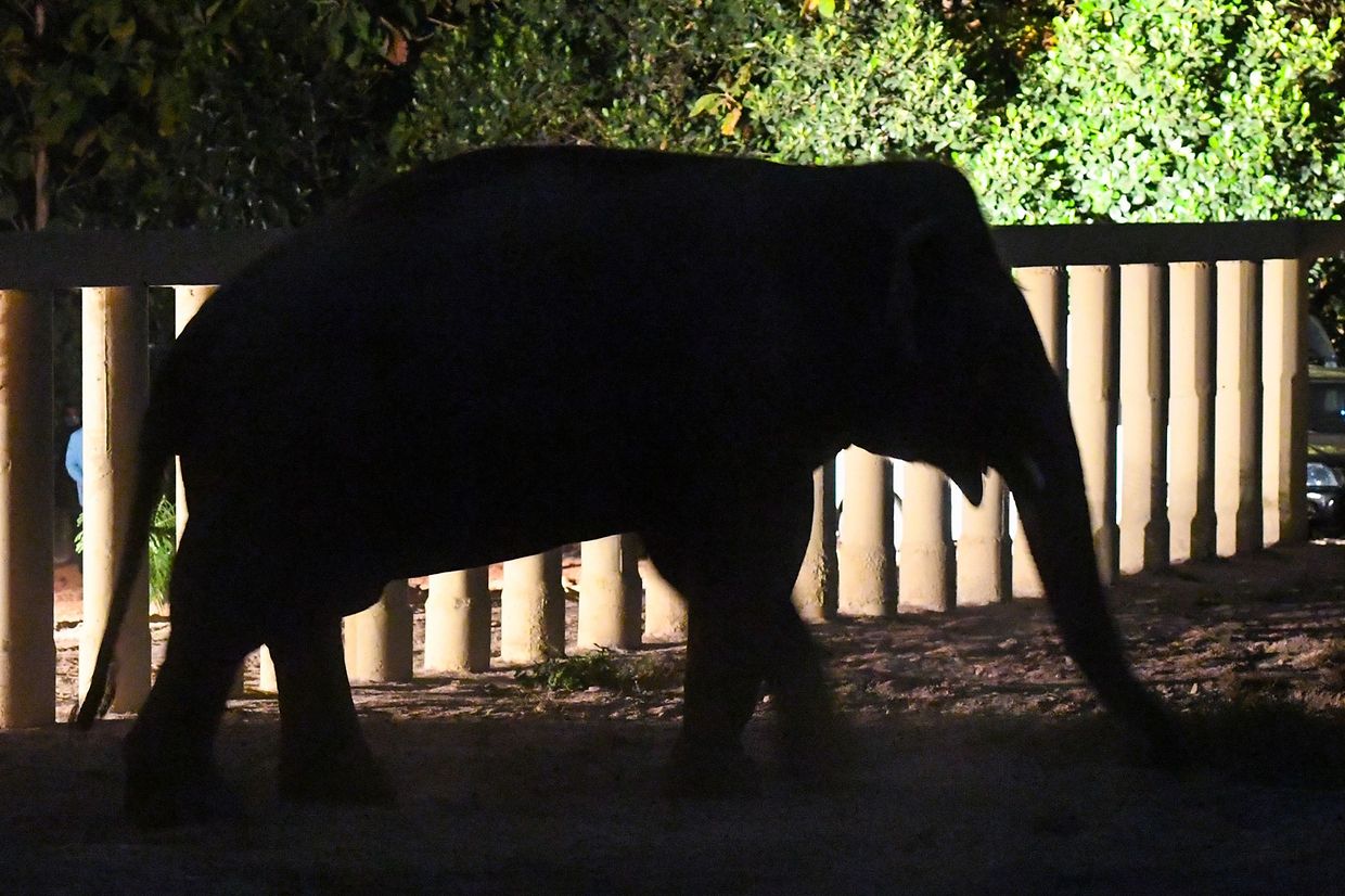 A chegada de Kaavan, "o elefante mais solitário do Mundo" ao Camboja