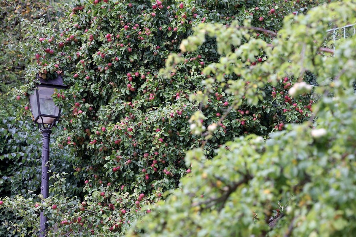 The drought did not fail to affect certain trees in the capital.