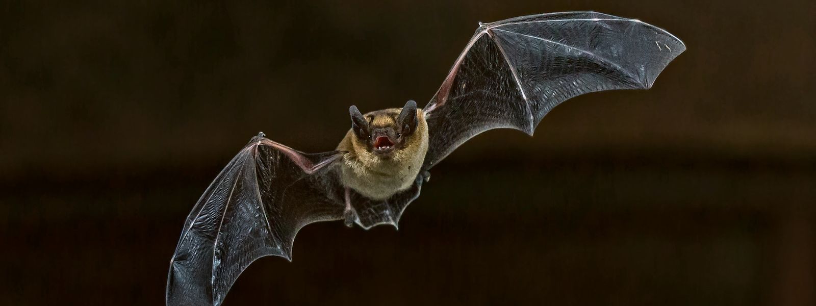 In einem Bericht der WHO-Experten ist das Virus von Fledermäusen über ein anderes Tier auf den Menschen übergegangen.