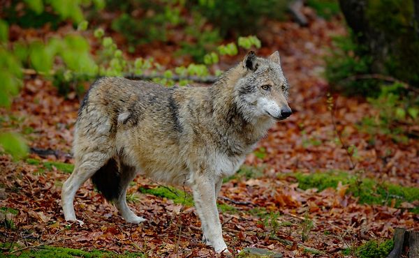 Laurent Schley: «Le loup est à la recherche d'un habitat un peu convenable. Il s'installe parce qu'il y a beaucoup de chevreuils et de sangliers à manger».