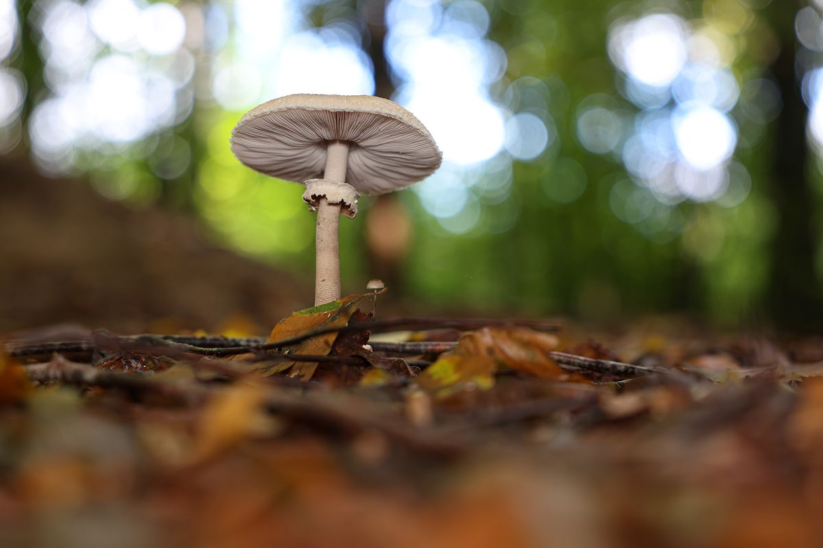 Les lamelles sous le chapeau des champignons sur pied sont souvent déterminantes pour l'identification. 