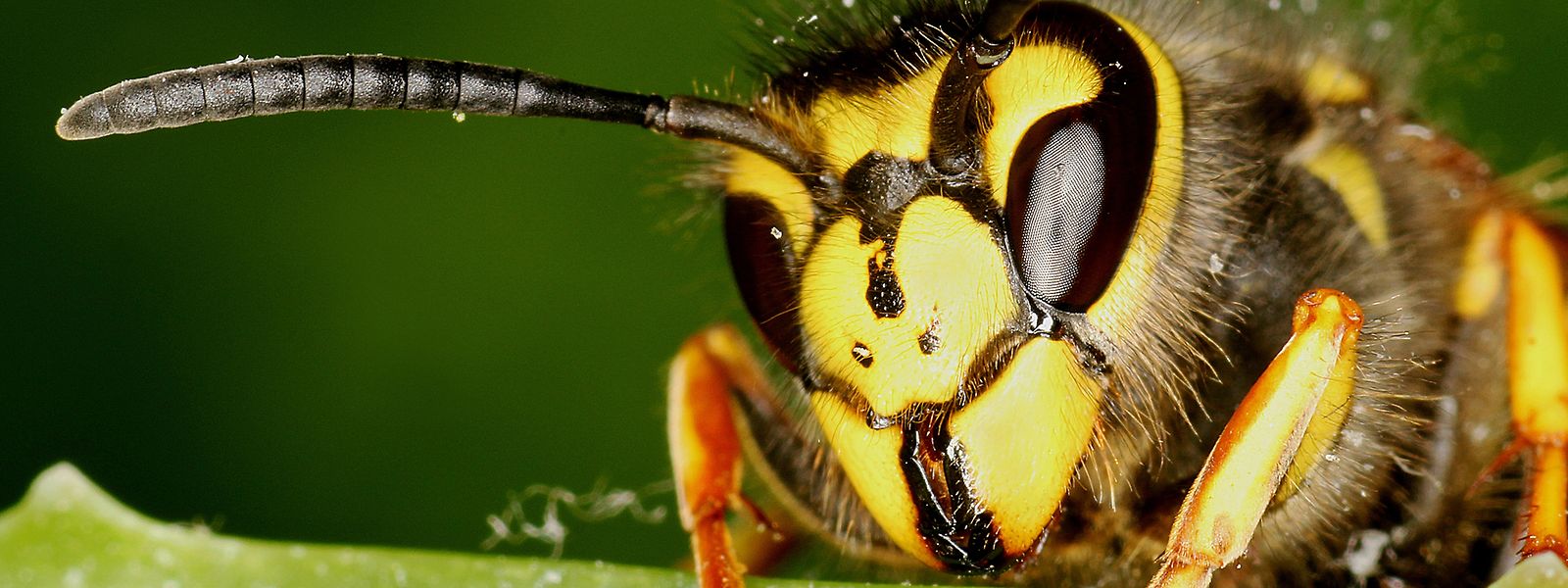 Die Gemeine Wespe gehört zu den häufigsten Wespenarten in Mitteleuropa. 
