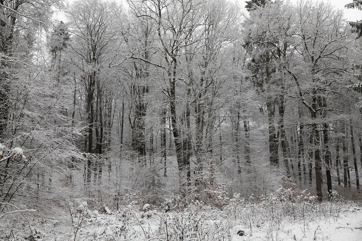 Snowfall hits Luxembourg
