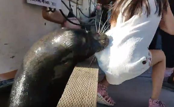 Unglaubliches Video: Seelöwe reißt Mädchen ins Wasser