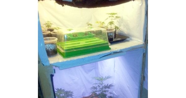 Grüner Daumen CannabisGewächshaus in Differdingen