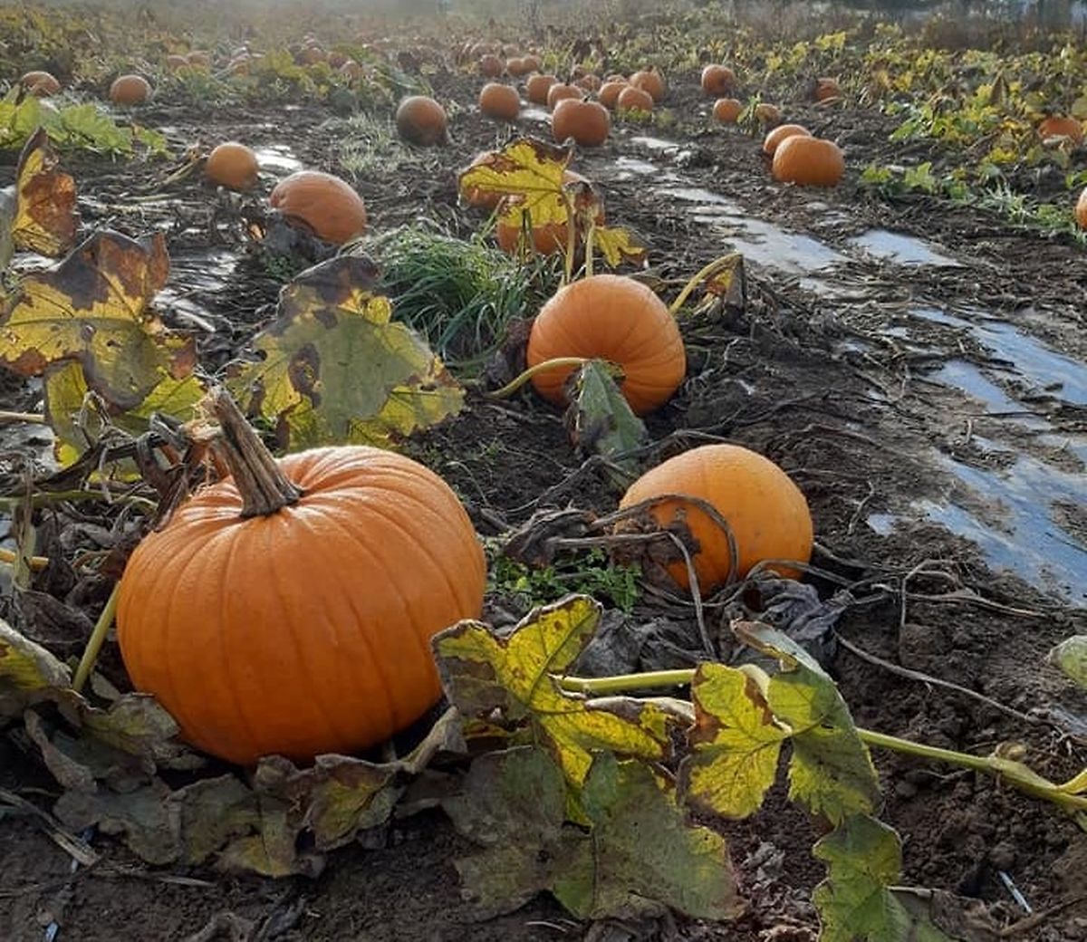 A Lill Haff Famill Peller invites you to pick your own pumpkins, flowers, corn, and vegetables, and sells fresh fruit in season