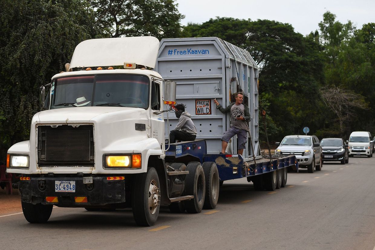 A chegada de Kaavan, "o elefante mais solitário do Mundo" ao Camboja