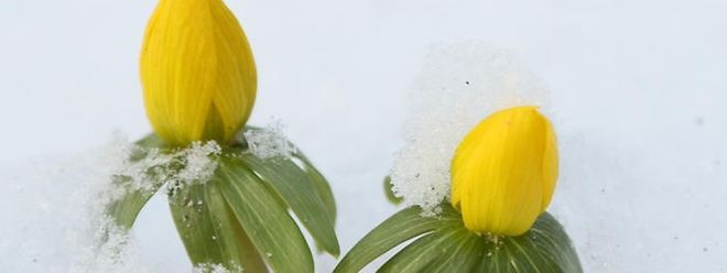 Winter Gibt Sich Nicht Geschlagen Es Wird Wieder Kalter