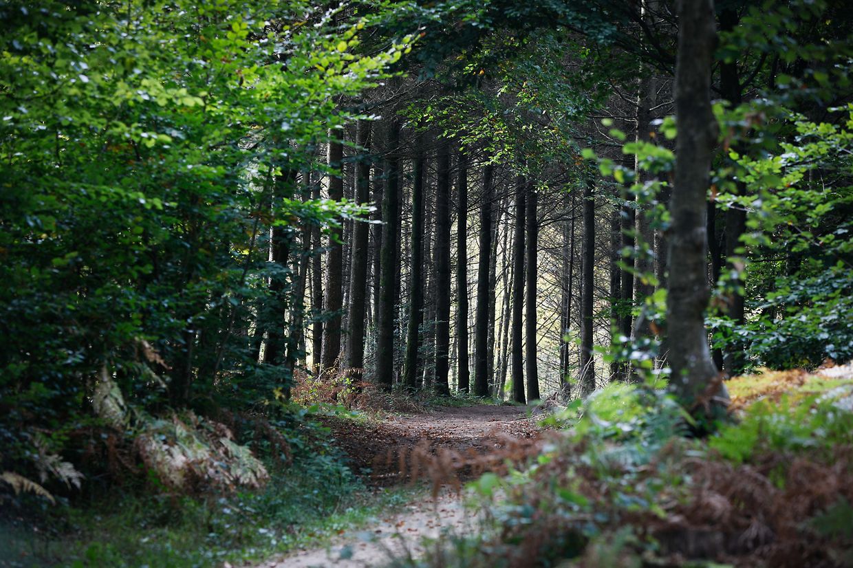 Illustration, Natur, Wald, Landschaft, Baum, Bäume, Blätter und Pilze, Licht Herbstaufnahmen Foto: Luxemburger Wort/Anouk Antony