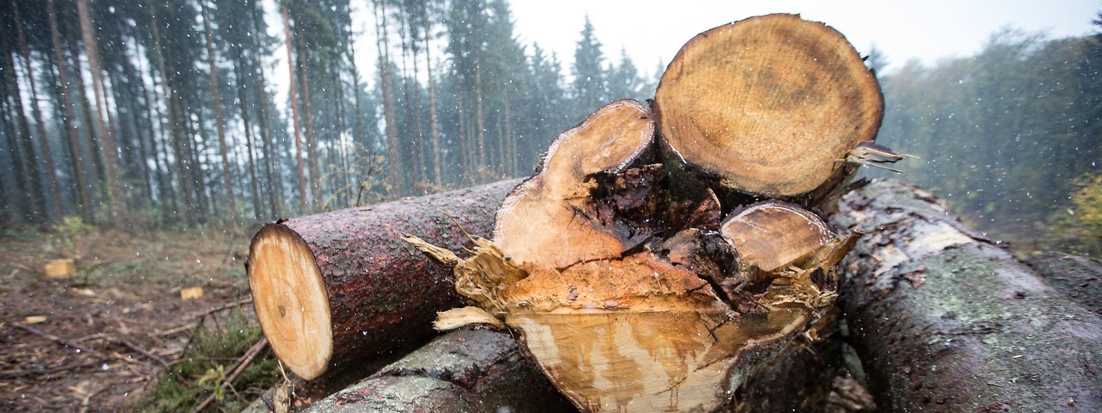 Vor allem die Trockenheit und der Borkenkäfer sorgen für Schäden im Forst.