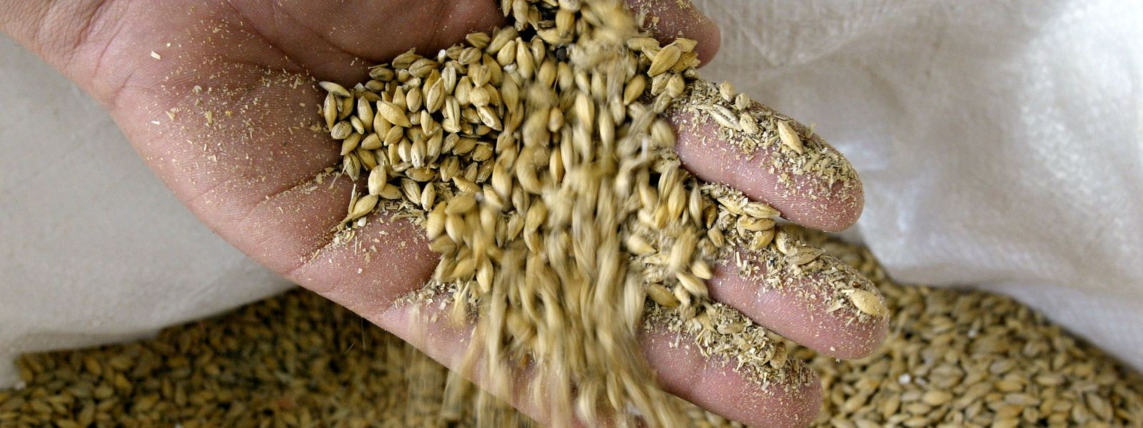 Em 2021, a Rússia e a Ucrânia estavam entre os maiores exportadores de cereais e sementes de girassol.