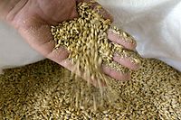 Em 2021, a Rússia e a Ucrânia estavam entre os maiores exportadores de cereais e sementes de girassol.