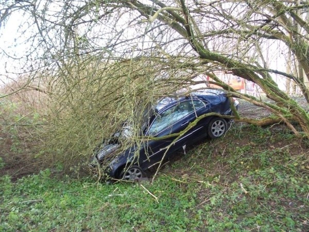 Tree branches provide brakes for out-of-control car