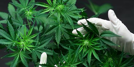 Government scales back legal cannabis plans in policy revamp - Vimarsana News