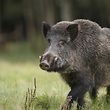 Bei der Drückjagd wurden insgesamt sieben Wildschweine erlegt.