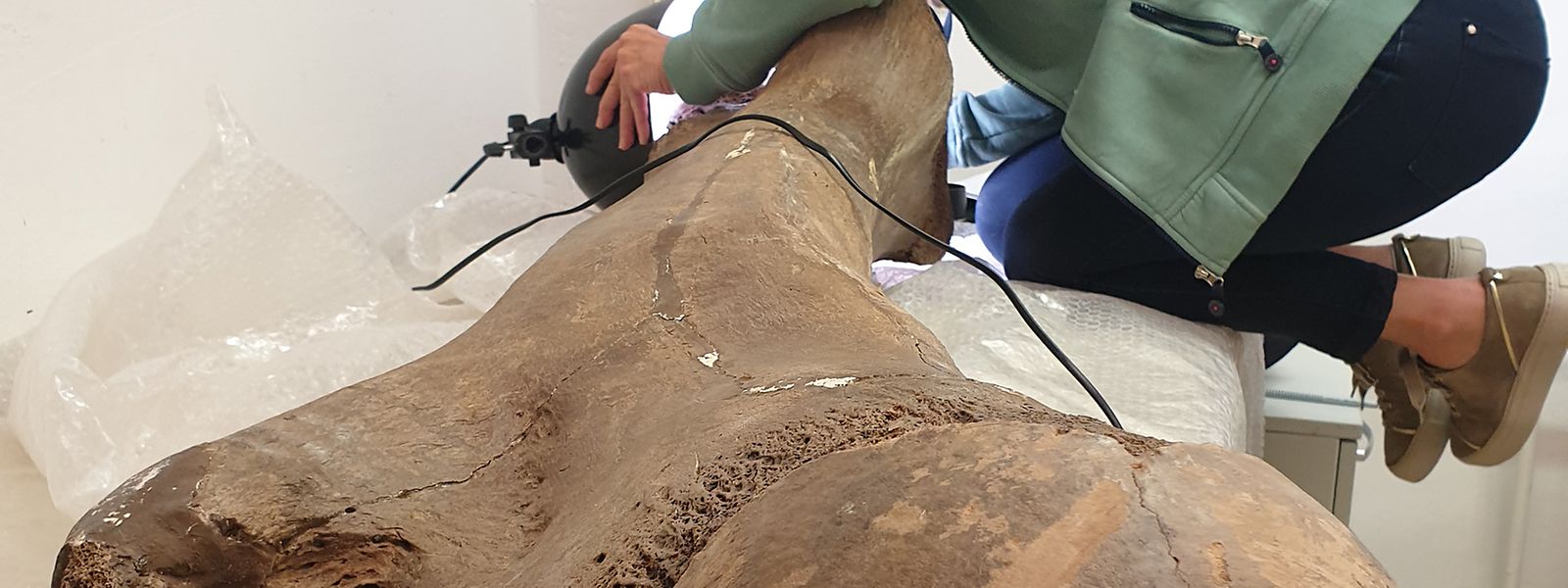 Prof. Dr. Sabine Gaudzinski-Windheuser untersucht den Oberschenkelknochen eines großen erwachsenen männlichen Europäischen Waldelefanten.