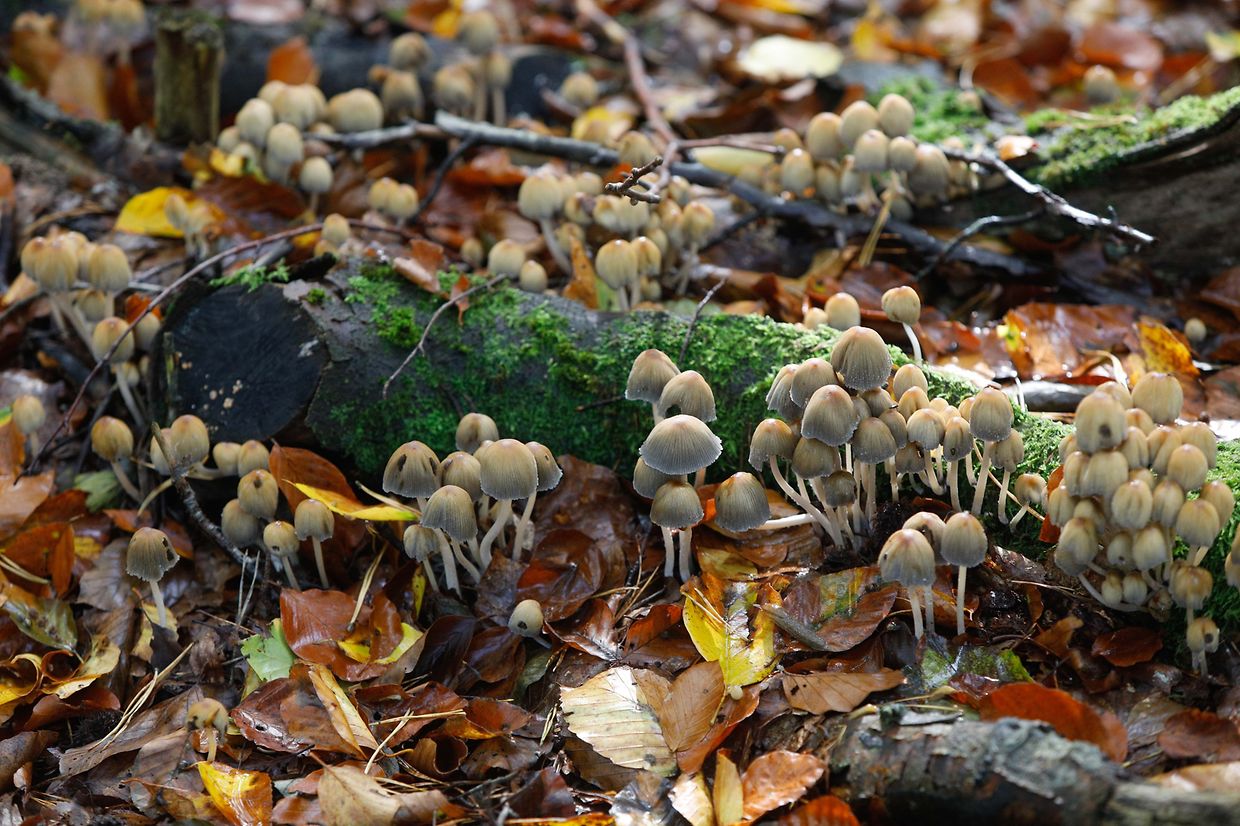 Illustration, Natur, Pilze,  Foto: Luxemburger Wort/Anouk Antony