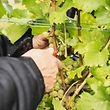 Weinlese an der Mosel beginnt, photo : Caroline Martin