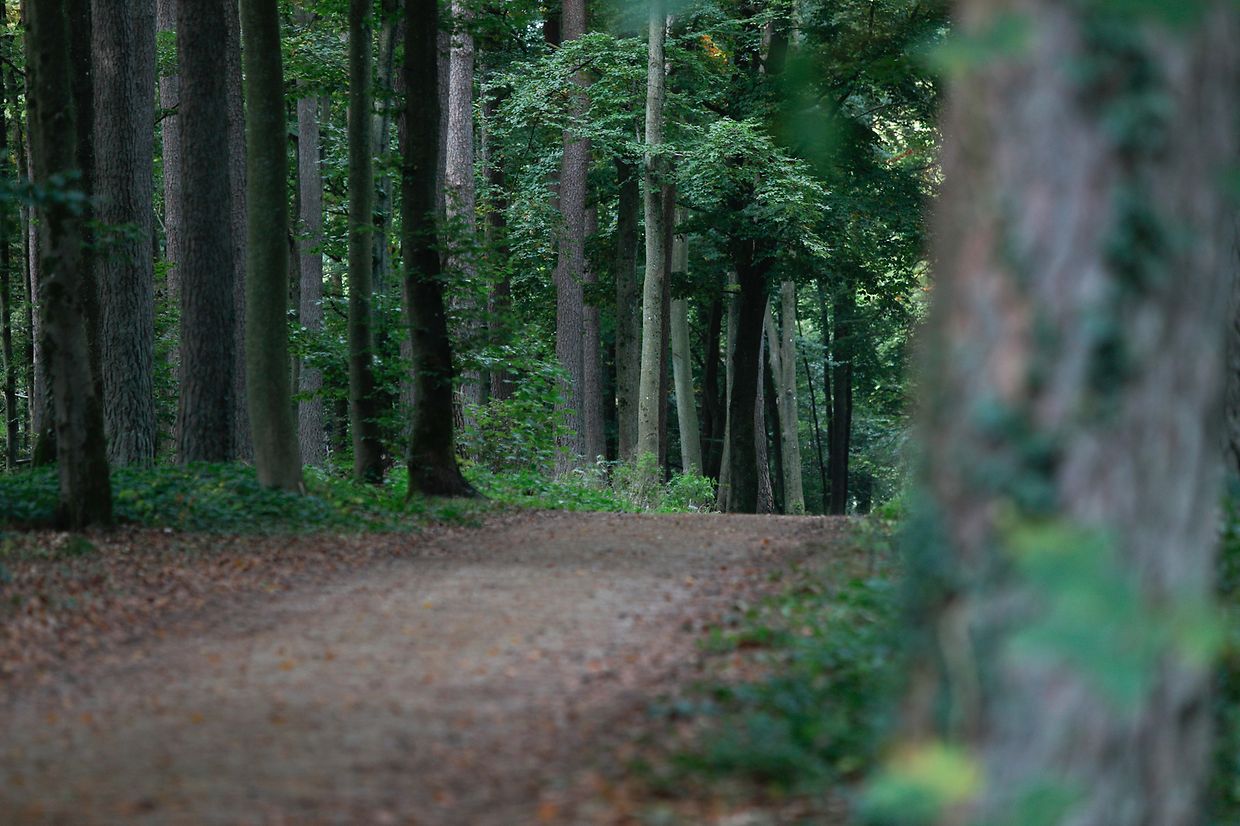 Illustration, Natur, Wald, Landschaft, Baum, Bäume, Blätter und Pilze, Licht Herbstaufnahmen Foto: Luxemburger Wort/Anouk Antony