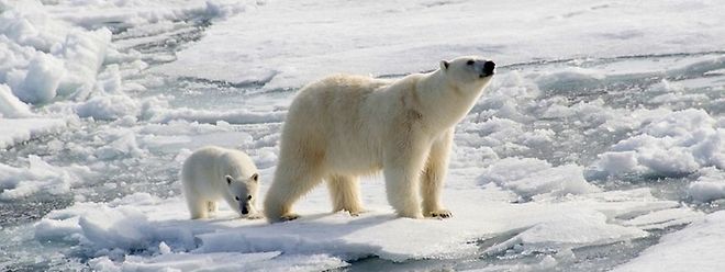 Der Eisbär ist zum Symbol des Klimawandels geworden. 