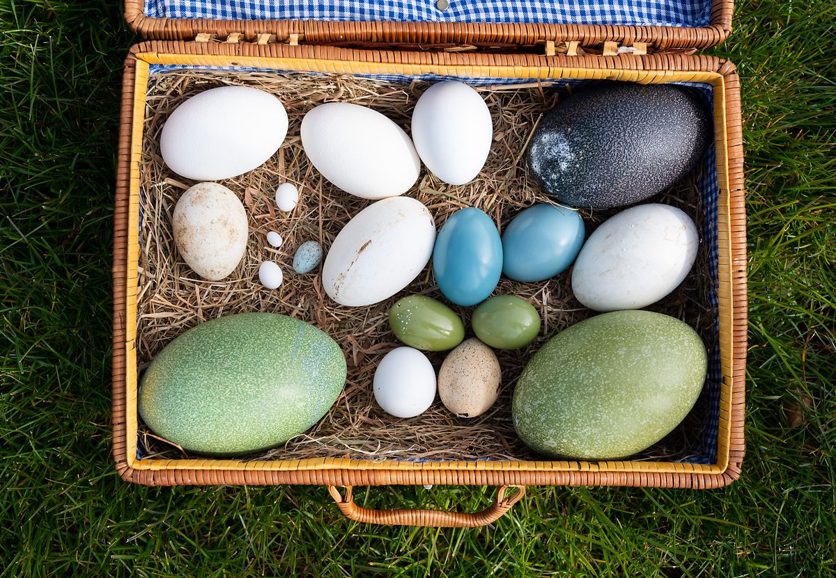 Vogeleier als Kunstwerke der Natur.
