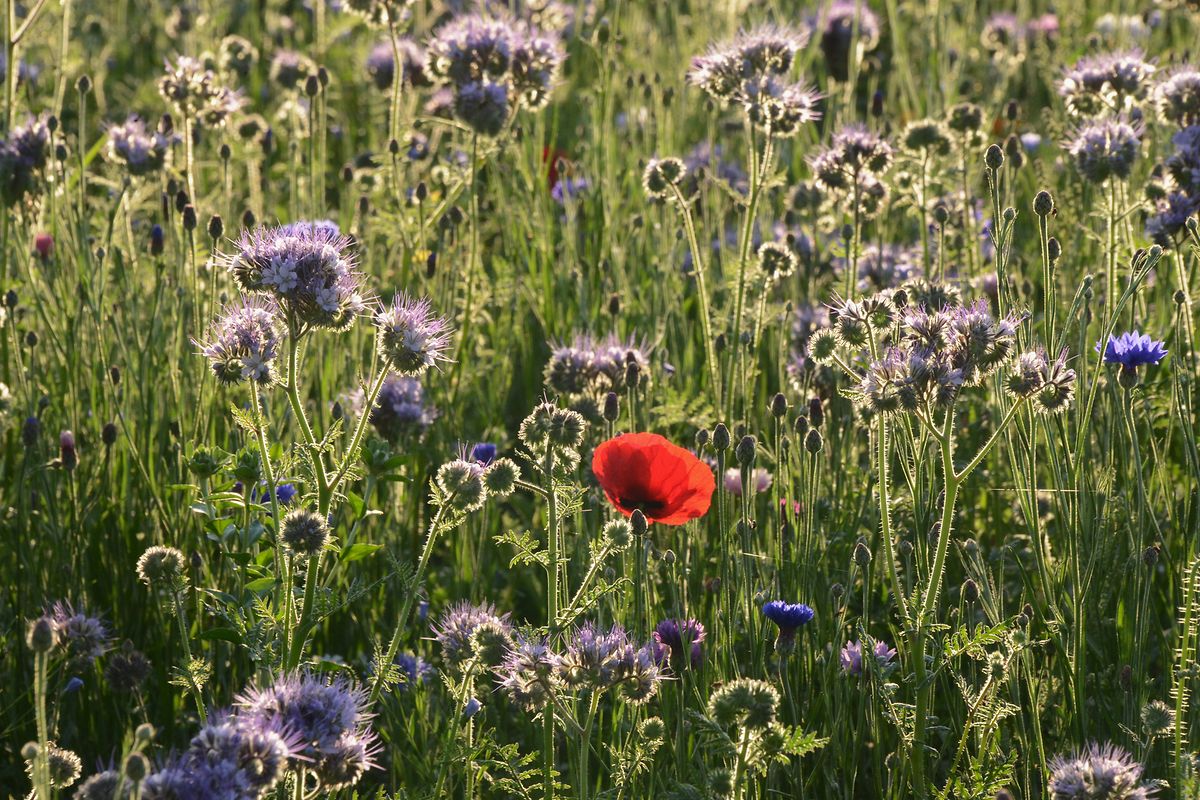 Mywort Die Prachtvollsten Blumen Bluhen Oft Im Verborgenen Aus