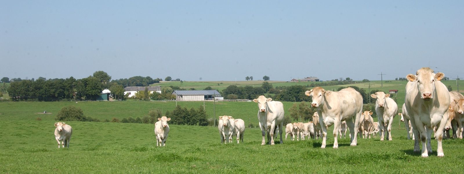 Malgré la place prépondérante des prairies au Luxembourg, les "éco-schémas" du plan stratégique national sont peu attractifs pour l'élevage. 