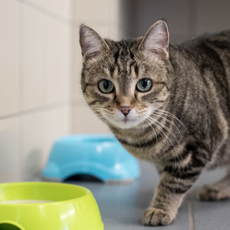 chippen von katzen ist obligatorisch