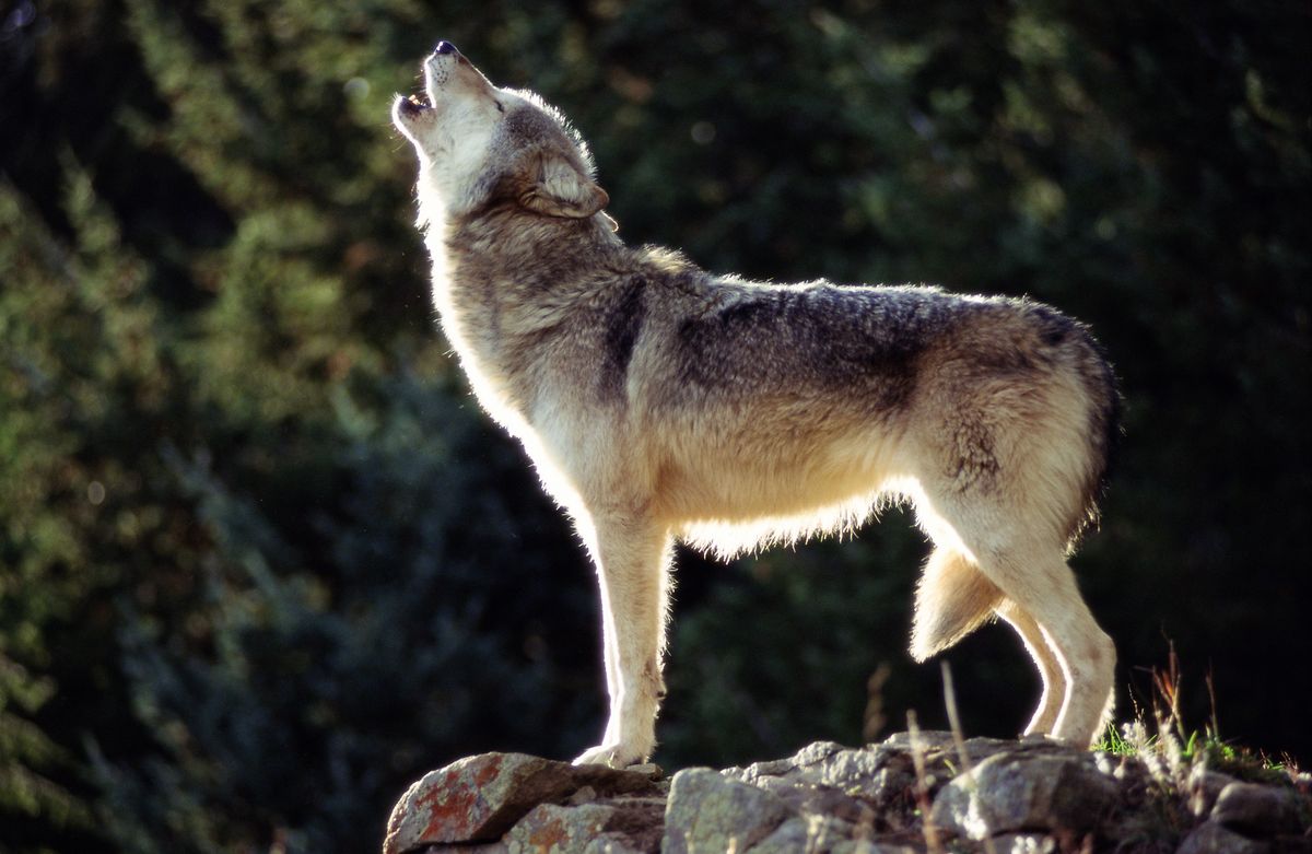 American and European Wolf species at this free park with enclosures