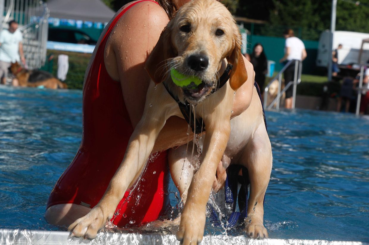 Lokales, Aqua Park, Schwimmbad, Hundeschwimmen, Badespass Foto: Luxemburger Wort/Anouk Antony