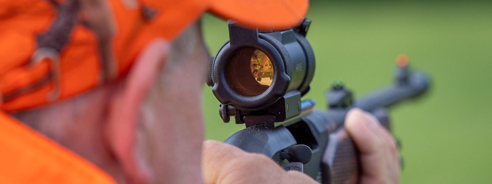 Den Mufflons geht es an den Kragen.