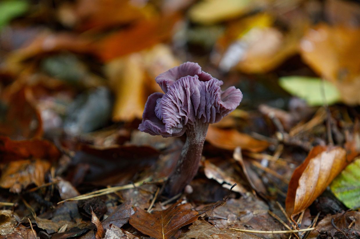Illustration, Natur, Pilze,  Foto: Luxemburger Wort/Anouk Antony